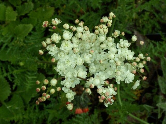 Wiązówka bulwkowa PLENA Filipendula vulgatis