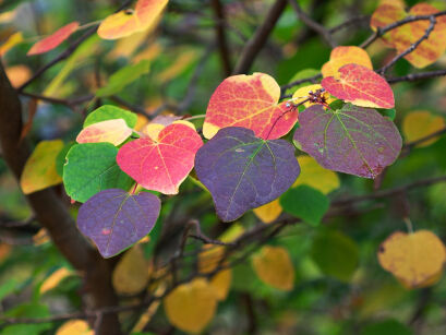 Grujecznik japoński Cercidyphyllum japonicum C3/80-100cm *K15