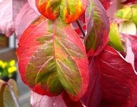 Dereń kwiecisty RAINBOW Cornus florida C5/60-80cm *5