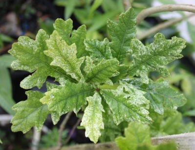 Dąb szypułkowy PYRAMIDALIS PUNCTATA Quercus robur 