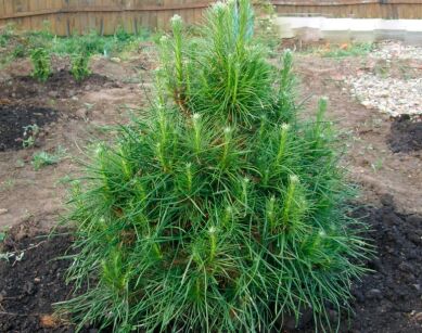 Sosna karłowa XAWERY 12-letnia Pinus sylvestris C10/80-100cm *4K
