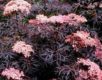 Bez czarny EVA Sambucus nigra Black Lace /C3 *K18