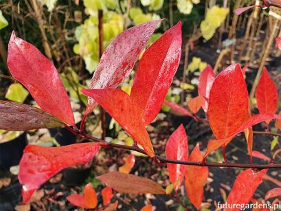 Błotnia płacząca AUTUMN CASCADE Kląża leśna Nyssa sylvatica C2/60-80cm *K8