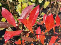 Błotnia płacząca AUTUMN CASCADE Kląża leśna Nyssa sylvatica C2/60-80cm *K8