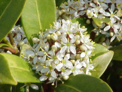 Skimmia confusa KEW GREEN C2/40cm