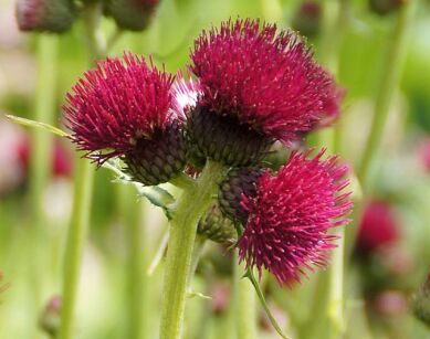 Ostrożeń łąkowy ATROPURPUREUM Cirsium rivulvare /P9 *K7