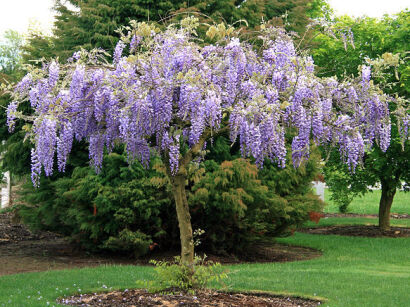 Wisteria BLACK DRAGON na PNIU Glicynia kwiecista Violacea Plena C12/Pa110cm