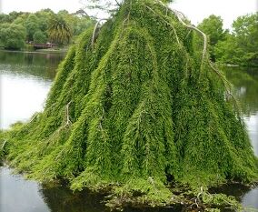 Cypryśnik płaczący CASCADE FALLS Taxodium distichum C5/Pa60cm *T51