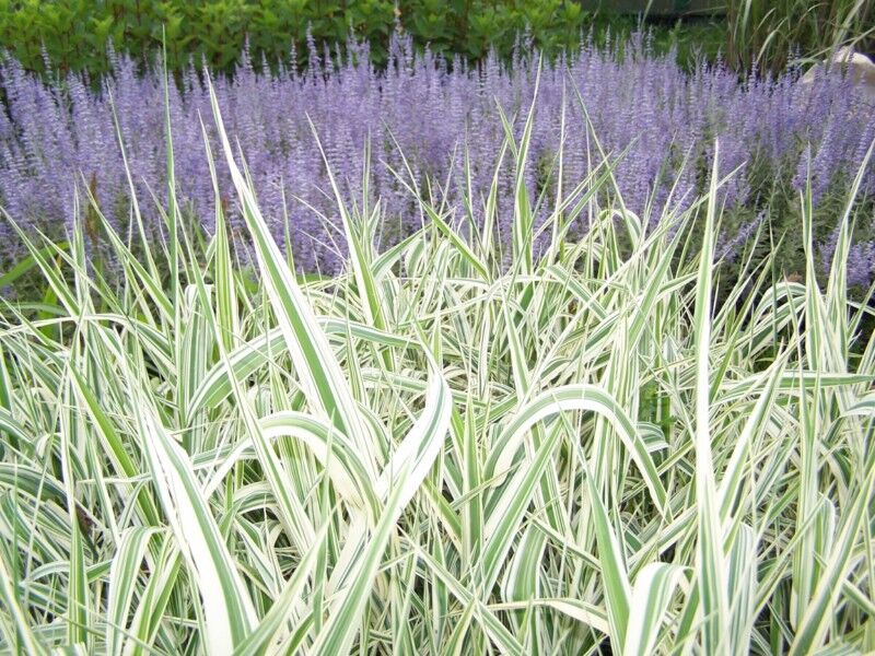 Trzcina karka VARIEGATA Phragmites karka /C2 *26
