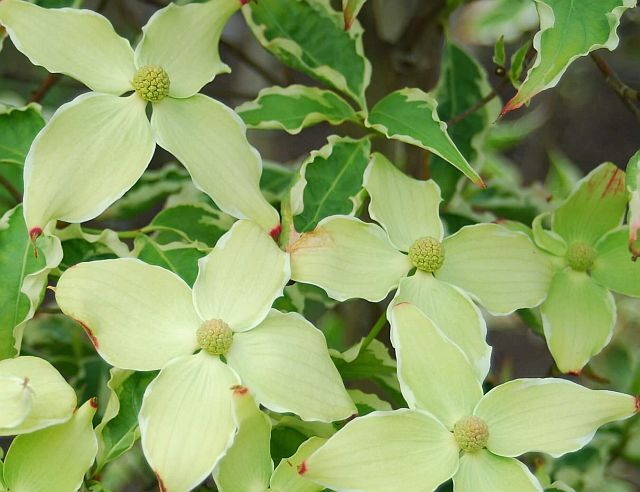 Dereń kousa SAMARITAN Cornus kousa C5/80cm *13
