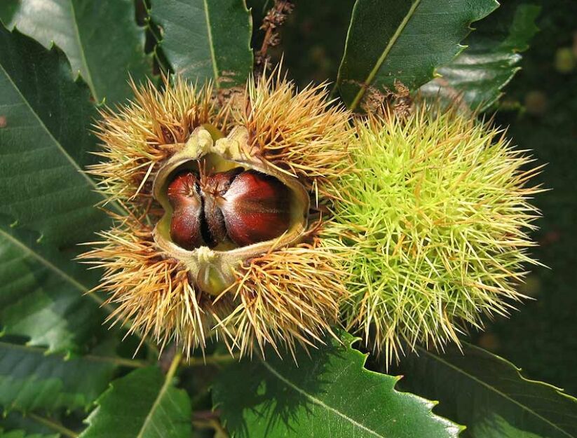Kasztan jadalny ASPLENIIFOLIA Castanea sativa C9/1,5m *K15