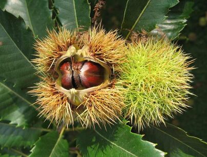 Kasztan jadalny ASPLENIIFOLIA Castanea sativa C9/1,5m *K15