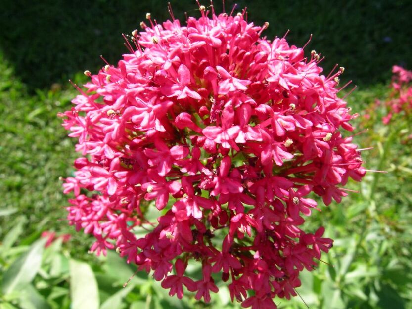 Kentrantus Ostrogowiec czerwony COCCINEUS Centranthus ruber /C2