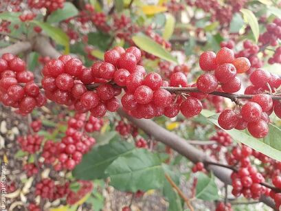 Oliwnik baldaszkowaty JEWEL Elaeagnus umbellata C2/20-40cm *47T