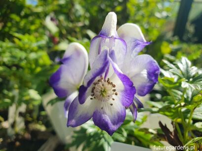 Tojad BICOLOR T.dwukolorowy Aconitum cammarum /P9 *P26