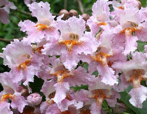 Catalpa fargesii duclouxii Surmia Katalpa C3/30-50cm *K15w2