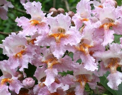 Catalpa fargesii duclouxii Surmia Katalpa C3/50cm