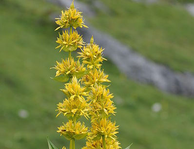 Goryczka żółta Gentiana lutea /C2
