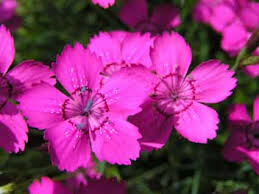 Goździk kropkowany ROSEUS Dianthus deltoides