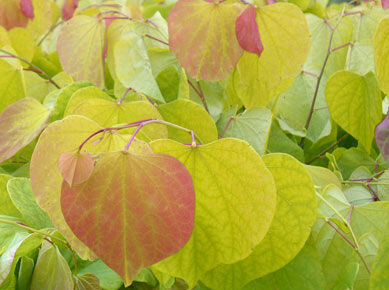 Judaszowiec kanadyjski MELON BEAUTY Cercis canadensis C3/40-60cm *K15w4