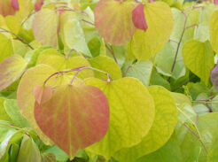 Judaszowiec kanadyjski MELON BEAUTY Cercis canadensis C3/40-60cm *K15w4