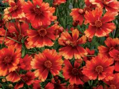 Nachyłek DESERT CORAL Coreopsis /C1,5