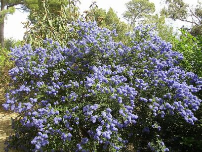 Prusznik płożący Ceanothus thyrsiflorus var. repens Bez kalifornijski C2/30-50cm *3