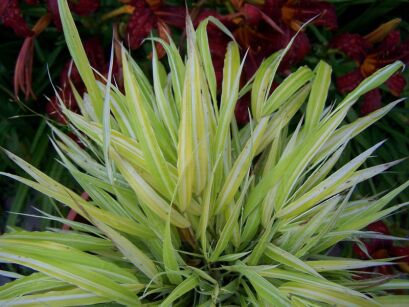 Hakonechloa macra 'STRIPE IT RICH' /C2 *K15