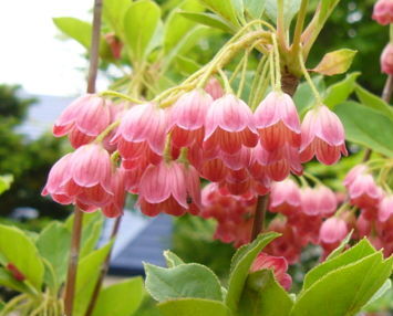 Enkiant dzwonkowaty VICTORIA Enkianthus campanulatus C5/120cm *6-O