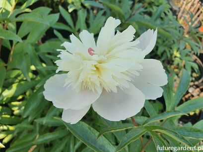 Piwonia KREMOWO-BIAŁA PEŁNA - M1 Paeonia lactiflora /C4 *P26