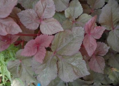 Kryptotenia japońska ATROPURPUREA Cryptotaenia japonica /C1,5 *K16