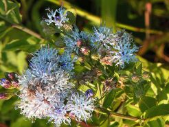 Wernonia nowojorska WHITE LIGHTNING Vernonia noveboracensis /P9 *K7