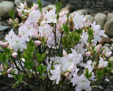 Rhododendron vaseyi WHITE FIND Różanecznik, Azalia C5/50cm *K19