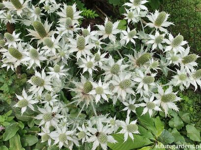 Mikołajek olbrzymi Eryngium giganteum /C1 *K8