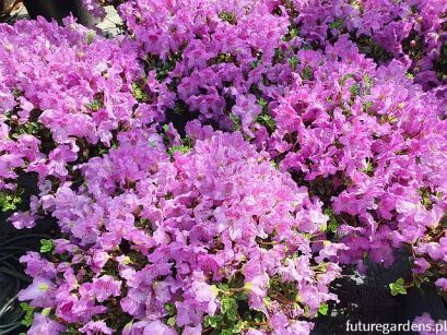 Rhododendron calostrotum keleticum C2/śr.20cm *K15W1