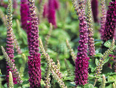 Ożanka hyrkańska Teucrium hircanicum /C2