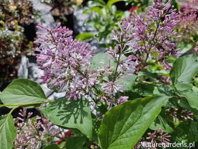 Lilak LITTLE LADY® 'Jeflady' Syringa C3/30cm *K18