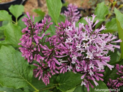 Lilak LITTLE LADY® 'Jeflady' Syringa C3/30cm *K18