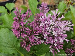 Lilak LITTLE LADY® 'Jeflady' Syringa C3/30cm *K18