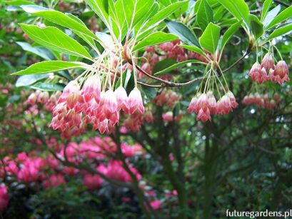 Enkiant wygiętoszypułkowy Enkianthus cernuus C4/60-80cm