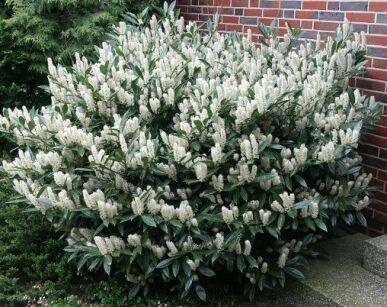 Laurowiśnia wschodnia ROTUNDIFOLIA Prunus laurocerasus C5/1m