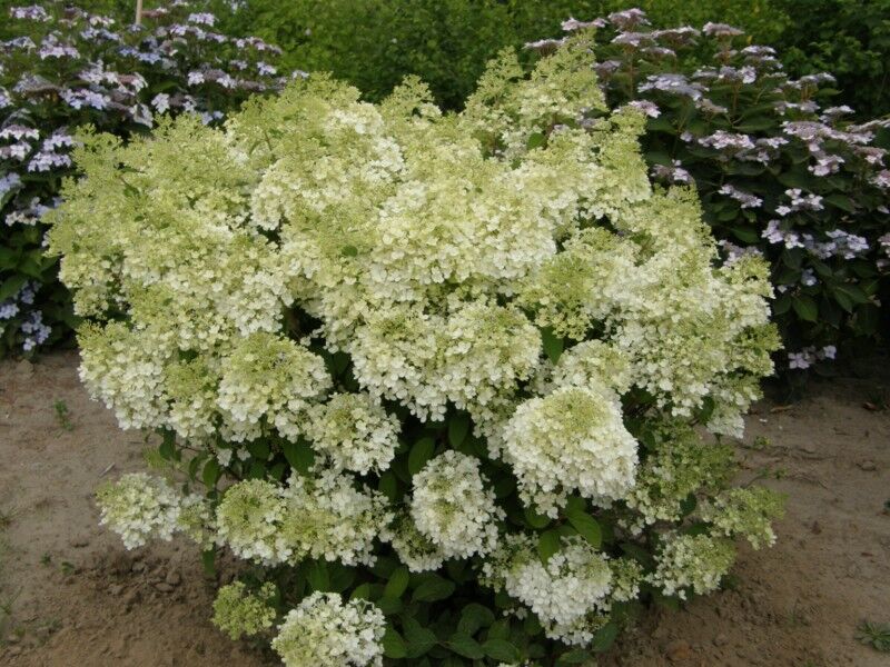 Hortensja bukietowa BOMBSHELL Hydrangea paniculata /C30 *P25