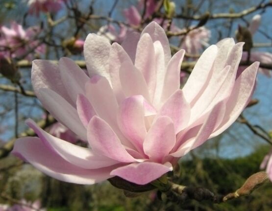 Magnolia stellata ROSEA Magnolia gwiaździsta C5/80-100cm *T16