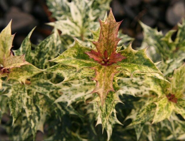 Osmanthus heterophyllus GOSHIKI  syn.Osmanthus ilicifolius, Wończa C3/10-20cm *K20