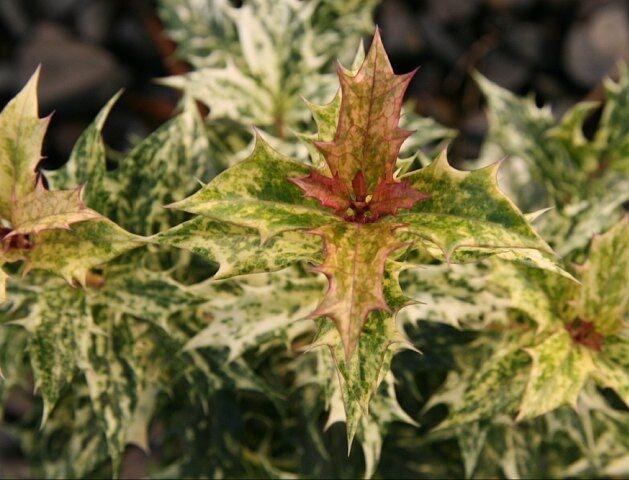 Osmanthus heterophyllus GOSHIKI  syn.Osmanthus ilicifolius, Wończa C2/20-30cm *T63