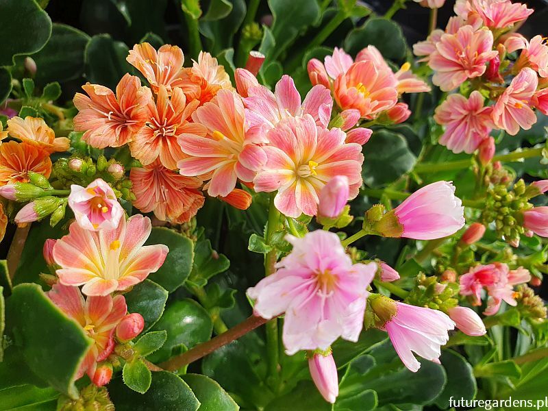 Lewisia cotyledon /P13 *K12