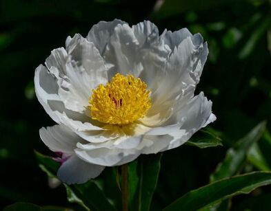 Piwonia KRINKLED WHITE Paeonia lactiflora /P11 *T37