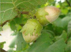 Leszczyna pospolita PENDULA  Corylus avellana Orzech laskowy