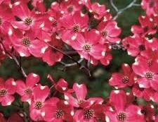 Dereń kwiecisty CHEROKEE BRAVE Cornus florida