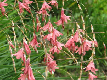 Dierama pulcherrimum /P9 *K8